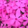Drummond's Pink Creeping Phlox - 1 Gallon Pot -Home Bloom Garden Phlox Drummonds Pink 10