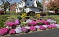Drummond's Pink Creeping Phlox - 1 Gallon Pot -Home Bloom Garden Phlox Drummonds Pink 11