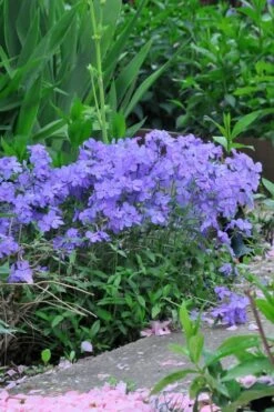 Blue Moon Woodland Phlox - 1 Gallon Pot -Home Bloom Garden Phlox Woodland Blue 11