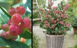 Pink Lemonade Blueberry - 6 Pack Of 1 Gallon Pots -Home Bloom Garden Picture Blueberry Pink Lemonade 1 1