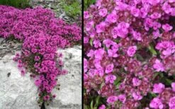 Red Creeping Thyme - Thymus Praecox 'Coccineus' - 10 Pack Of Pint Pots -Home Bloom Garden Picture Creeping Thyme Red 4 1