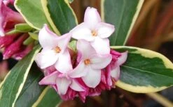 Variegated Pink Winter Daphne - 3 Gallon Pot -Home Bloom Garden Picture Daphne Variegated Pink Closeup