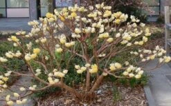 Edgeworthia Chrysantha - Paper Bush - 1 Gallon Pot -Home Bloom Garden Picture Edgeworthia Paper Bush 3