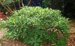 Edgeworthia Chrysantha - Paper Bush - 1 Gallon Pot -Home Bloom Garden Picture Edgeworthia Shrub