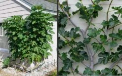 Brown Turkey Fig Tree - 5 Gallon Pot -Home Bloom Garden Picture Fig Brown Turkey Espalier 1
