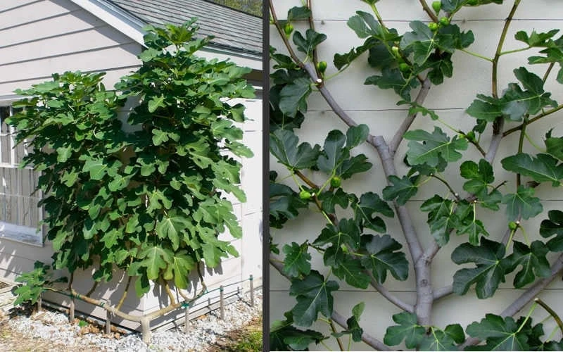 Brown Turkey Fig Tree - 3 Gallon Pot 9 Brown Turkey Fig Tree - 3 Gallon Pot - Image 7