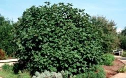 Brown Turkey Fig Tree - 5 Gallon Pot -Home Bloom Garden Picture Fig Brown Turkey Shrub Large 1