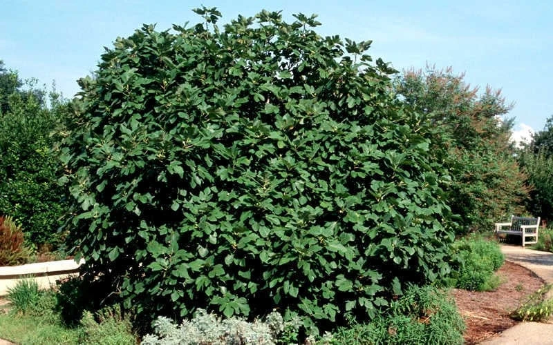 Brown Turkey Fig Tree - 3 Gallon Pot 8 Brown Turkey Fig Tree - 3 Gallon Pot - Image 6