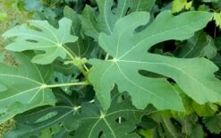 Brown Turkey Fig Tree - 3 Gallon Pot 15 Brown Turkey Fig Tree - 3 Gallon Pot -Home Bloom Garden Picture Fig Brown Turkey Tree Leaves 3