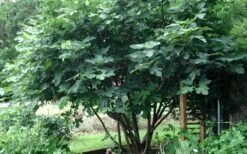Brown Turkey Fig Tree - 5 Gallon Pot -Home Bloom Garden Picture Fig Brown Turkey Tree Multi 1