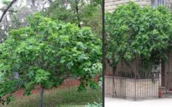 Brown Turkey Fig Tree - 1 Gallon Pot 18 Brown Turkey Fig Tree - 1 Gallon Pot -Home Bloom Garden Picture Fig Brown Turkey Trees 2