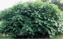 Celeste Fig Tree - 6 Pack Of 1 Gallon Pots 11 Celeste Fig Tree - 6 Pack Of 1 Gallon Pots -Home Bloom Garden Picture Fig Tree Celeste