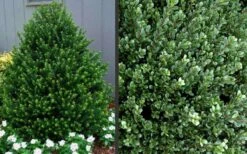 Pyramidal Compacta Japanese Holly - 3 Gallon Pot -Home Bloom Garden Picture Holly Compacta Pyramidal 1