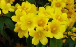 Butterscotch Yellow Jasmine (Jessamine) Gelsemium Sempervirens - 3 Gallon Pot -Home Bloom Garden Picture Jasmine Butterscotch 2