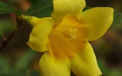 Butterscotch Yellow Jasmine (Jessamine) Gelsemium Sempervirens - 3 Gallon Pot -Home Bloom Garden Picture Jasmine Butterscotch 4