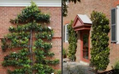 Little Gem Dwarf Southern Magnolia - 3 Gallon Pot (2.5-3.5') -Home Bloom Garden Picture Magnolia Little Gem Espalier 2 1