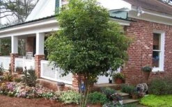 Fragrant White Tea Olive - 5 Pack Of Quart Pots -Home Bloom Garden Picture Tea Olive Tree