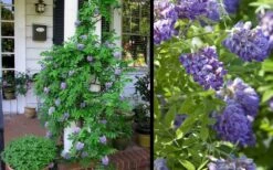 Amethyst Falls Wisteria Vine - 3 Gallon Pot -Home Bloom Garden Picture Wisteria Amethyst Falls 2 1