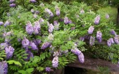 Amethyst Falls Wisteria Vine - 3 Gallon Pot -Home Bloom Garden Picture Wisteria Amethyst Falls 5 1