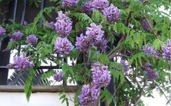 Amethyst Falls Wisteria Vine - 3 Gallon Pot -Home Bloom Garden Picture Wisteria Amethyst Falls Vine 1 1
