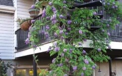 Amethyst Falls Wisteria Vine - 3 Gallon Pot -Home Bloom Garden Picture Wisteria Amethyst Falls Vine 2