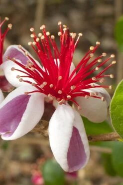 Pineapple Guava - Feijoa Sellowiana - 3 Gallon Pot -Home Bloom Garden Pineapple Guava 20 500x750 2