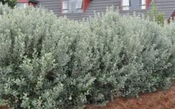 Pineapple Guava - Feijoa Sellowiana - 3 Gallon Pot -Home Bloom Garden Pineapple Guava Hedge 1