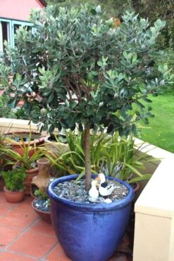 Pineapple Guava - Feijoa Sellowiana - 3 Gallon Pot -Home Bloom Garden Pineapple Guava In Pot 500x750 2