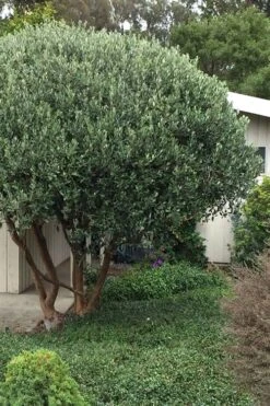 Pineapple Guava -Feijoa Sellowiana - 7 Gallon Pot -Home Bloom Garden Pineapple Guava Tree 21