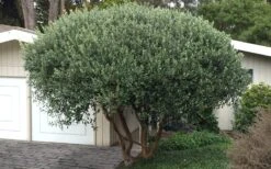 Pineapple Guava - Feijoa Sellowiana - 3 Gallon Pot -Home Bloom Garden Pineapple Guava Tree 22 1