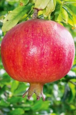 Russian 26 Cold Hardy Pomegranate - 1 Gallon Pot -Home Bloom Garden Pomegranate Russian 26 10 1
