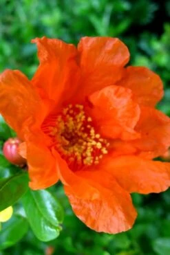 Russian 26 Cold Hardy Pomegranate - 6 Pack Of 1 Gallon Pots -Home Bloom Garden Pomegranate Russian 26 11