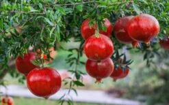 Russian Cold Hardy Pomegranate - 3 Gallon Pot -Home Bloom Garden Pomegranate Russian 26 12 2