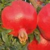 Russian 26 Cold Hardy Pomegranate - 1 Gallon Pot -Home Bloom Garden Pomegranate Russian 26 Rev 500x750 3