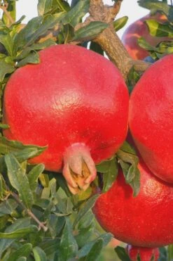 Salavatski Cold Hardy Russian Pomegranate - 1 Gallon Pot -Home Bloom Garden Pomegranate Russian 26 Rev 500x750 4