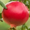 Salavatski Cold Hardy Russian Pomegranate - 1 Gallon Pot -Home Bloom Garden Pomegranate Salavatski 1