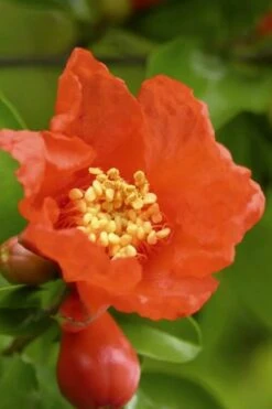 Salavatski Cold Hardy Russian Pomegranate - 1 Gallon Pot -Home Bloom Garden Pomegranate Salavatski 3 1