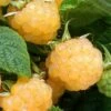 Fall Gold Raspberry - 1 Gallon Pot -Home Bloom Garden Raspberry Fall Gold 1