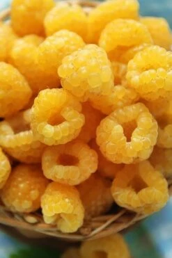 Fall Gold Raspberry - 1 Gallon Pot 9 Fall Gold Raspberry - 1 Gallon Pot -Home Bloom Garden Raspberry Fall Gold 2