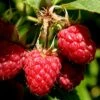 Heritage Raspberry - 6 Pack Of 1 Gallon Pots -Home Bloom Garden Raspberry Heritage 500x750 1