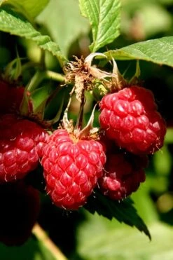 Heritage Raspberry - 1 Gallon Pot