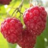 Nova Raspberry - 1 Gallon Pot -Home Bloom Garden Raspberry Nova 1