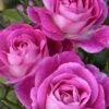Easy To Please Rose - 3 Gallon Pot -Home Bloom Garden Rose Easy To Please 1