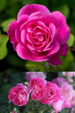 Easy To Please Rose - 3 Gallon Pot -Home Bloom Garden Rose Easy To Please 2