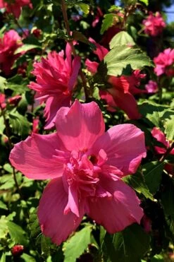 Lucy Rose Of Sharon (Single Trunk Tree) - 7 Gallon Pot (4-5') -Home Bloom Garden Rose Of Sharon Lucy 13