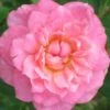Sunrosa Fragrant Pink Dwarf Shrub Rose - 1 Gallon Pot 2 Sunrosa Fragrant Pink Dwarf Shrub Rose - 1 Gallon Pot -Home Bloom Garden Rose Sunrosa Fragrant Pink 1