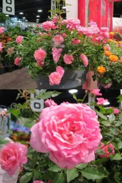 Sunrosa Fragrant Pink Dwarf Shrub Rose - 1 Gallon Pot -Home Bloom Garden Rose Sunrosa Fragrant Pink 50