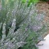 Arp Rosemary - 5 Pack Of Quart Pots -Home Bloom Garden Rosemary Arp 500x750 2