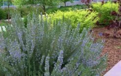 Arp Rosemary - 1 Gallon Pot -Home Bloom Garden Rosemary Arp Blooming 2