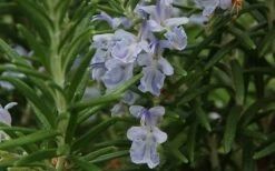 Arp Rosemary Pyramid Form - 2 Gallon Pot -Home Bloom Garden Rosemary Arp Closeup 2 2